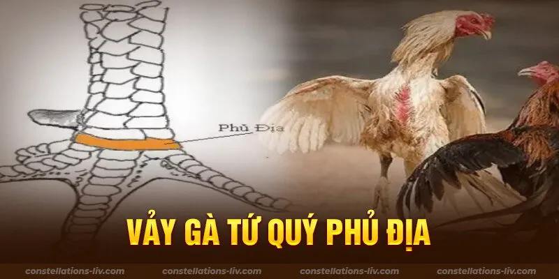Cách phân biệt vảy gà phủ địa với các vảy khác chi tiết