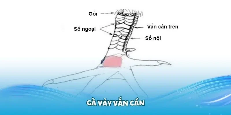Chiến kê FO88 sở hữu vảy vấn cán đặc biệt
