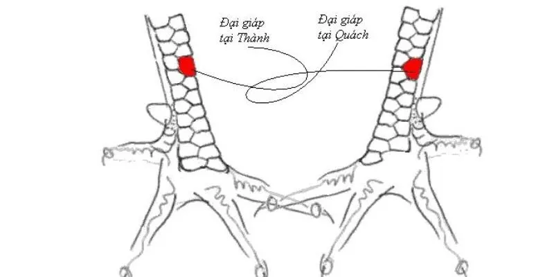 Kinh nghiệm chọn gà có vảy phủ địa chuẩn nhất