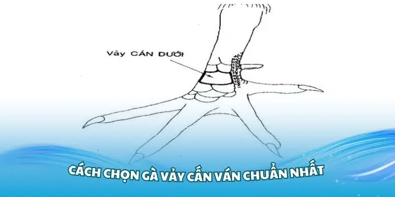 Kinh nghiệm soi vảy gà vẫn cán chuẩn xác từ cao thủ FO88