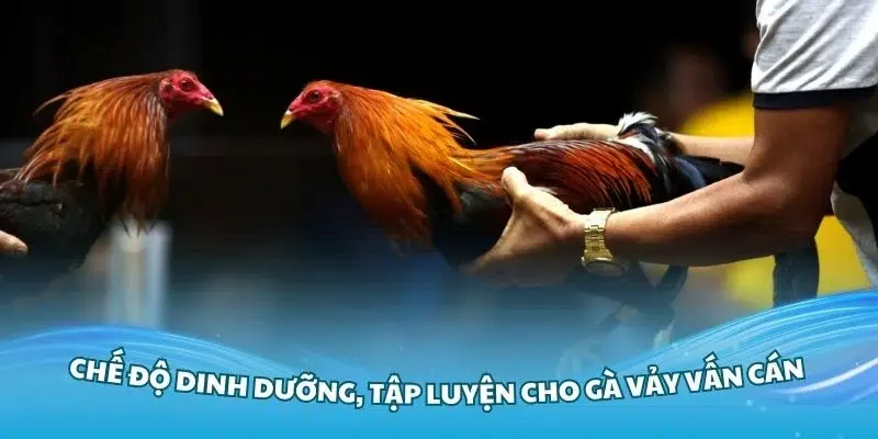 Người chơi nên quan sát nhịp độ trận đấu trước khi cược gà