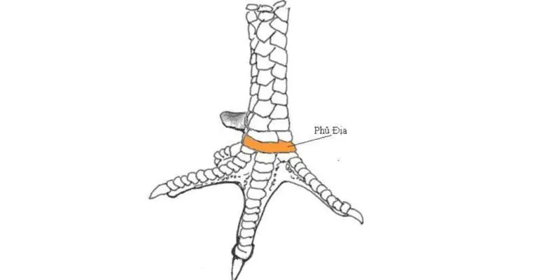 Tổng quan về vảy gà phủ địa tại nhà cái FO88