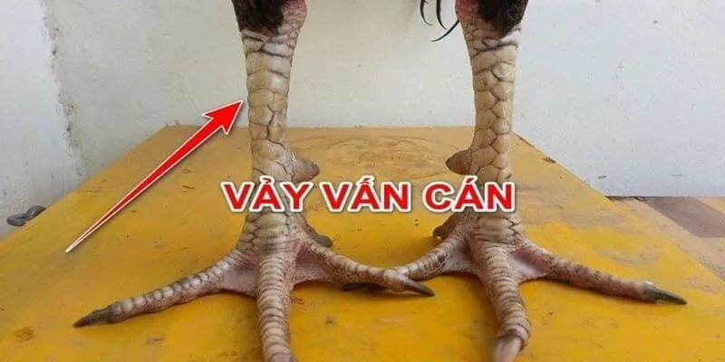 Vảy Gà Vấn Cán - Nhận Diện Và Đánh Giá Chiến Kê Tại FO88
